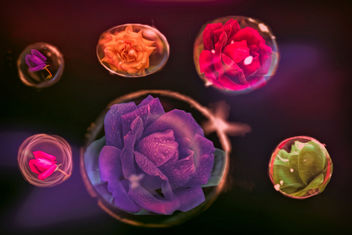 Roses in bubbles - image #455231 gratis