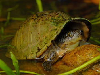 Razorback Musk Turtle (Sternotherus carinatus) - Free image #455301