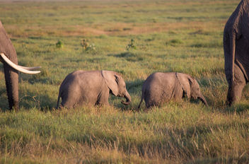 Rare 3 month old elephant twins, Amboseli National Park. First born in Kenya for 38 years - Free image #455371
