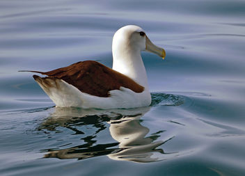 The white-capped albatross (Thalassarche cauta steadi) - Free image #455521