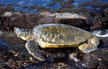 Sea Turtle.Maui. - image gratuit #455891 