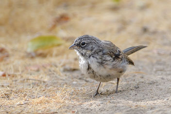 Bell's Sparrow - image #455921 gratis