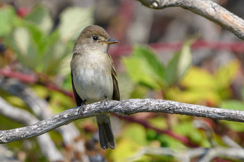 Willow Flycatcher - Free image #456051