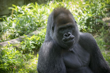 Gorilla II - Free image #456201