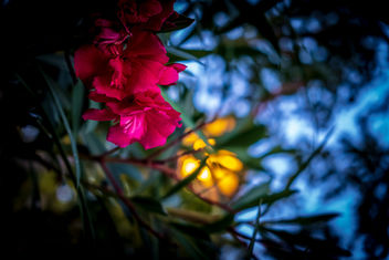 Blue Hour Flower - image gratuit #456341 