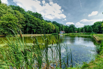 A Summer Pond - image #456351 gratis