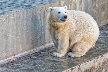 white bear Shilka, was born in Novosibirsk, now he lives in Japan - бесплатный image #456421