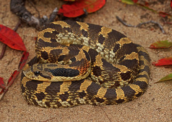 Eastern Hognose Snake (Heterodon platyrhinos - Free image #456531