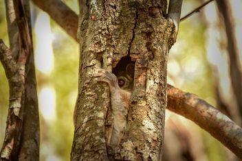 Night Lemur Hideout - Free image #456611