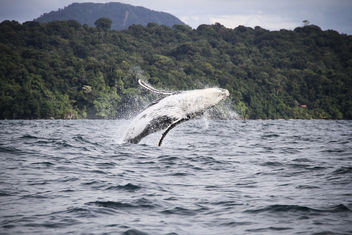 Humpback whales dancing and saying hello - Free image #456621