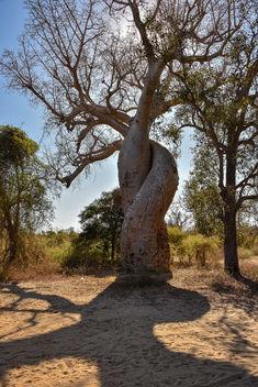 'Lovers' Baobab - image gratuit #456631 