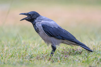 Hooded Crow - бесплатный image #456721