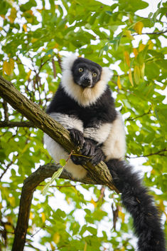 Lemur - Free image #456751