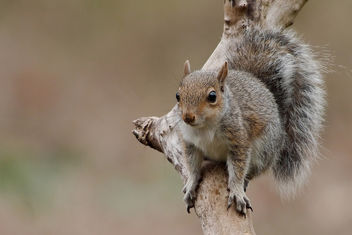 Squirrel - RSPB Sandy - Free image #456891