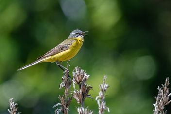 Yellow wagtail - image gratuit #456971 