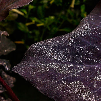 Wet Purple Leaf.jpg - image #457011 gratis