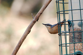 Nuthatch - Kostenloses image #457181