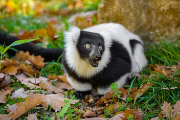 Lemur - Kostenloses image #457291