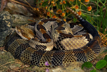 Timber Rattlesnake (Crotalus horridus) - image #457451 gratis