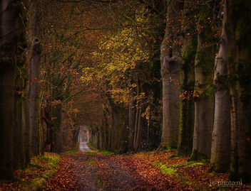 Last autumn colors in the Netherlands - image #457561 gratis