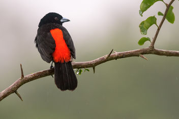 Scarlet-rumped Tanager in the rain - image gratuit #457791 