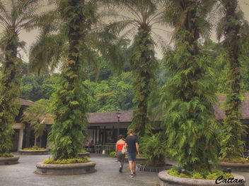 Singapore botanical Garden - image gratuit #457841 