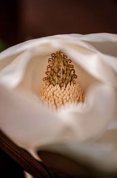 Magnolia Grandiflora - image gratuit #457861 