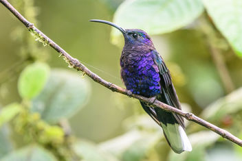 Violet Sabrewing Hummingbird - бесплатный image #457991