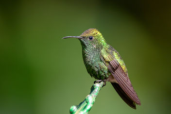 Coppery-headed Emerald Hummingbird - image #458001 gratis