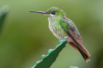 Green-crowned Brilliant Hummingbird - Free image #458031