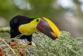 Yellow-throated Toucan - image #458131 gratis