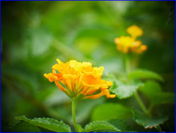 03Feb2019 - yellow flowers - image #458941 gratis