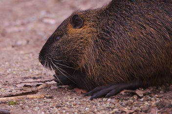 The day I met a nutria - Free image #459021