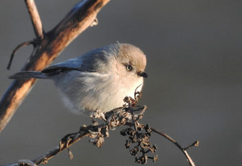 Small puffball of winter bird - Free image #459051