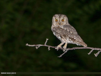 Eurasian Scops-owl (Otus scops) - image #459091 gratis