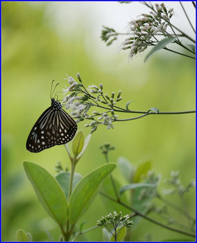 flower and pollinator - бесплатный image #459391
