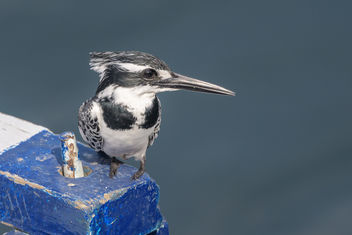 Pied Kingfisher - бесплатный image #459451