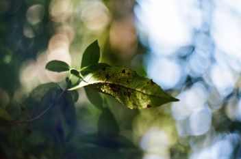 Leaf with blurred background - бесплатный image #459501