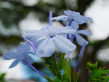 blue jasmines - бесплатный image #459641