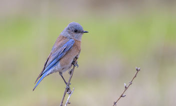 Western Bluebird (f) - image #459671 gratis