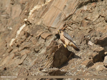 Barbary Falcon (Falco pelegrinoides) - image gratuit #459801 