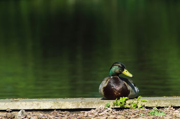 DSC_1027-1 wild duck - nature - image gratuit #459881 