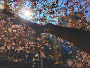 Cherry blossoms, Brinkley, Birmingham, England - бесплатный image #459991