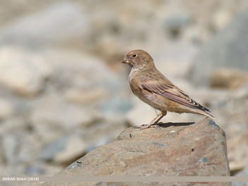Mongolian Finch (Bucanetes mongolicus) - бесплатный image #460001