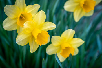Daffodils - Kostenloses image #460021
