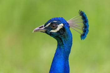Indian Peacock - Free image #460071