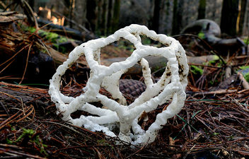 Ileodictyon cibarium. (basket fungi) - image gratuit #460141 