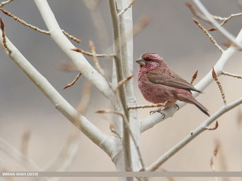 Red-Mantled Rosefinch (Carpodacus rhodochlamys) - Free image #460161
