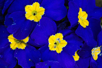DSC_7121-1 inspired by EU flag - flowers close up - image gratuit #460501 