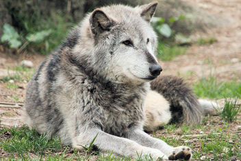 Wolf - image #460661 gratis